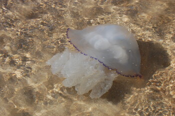 В Анапе море превратилось в желе из медуз