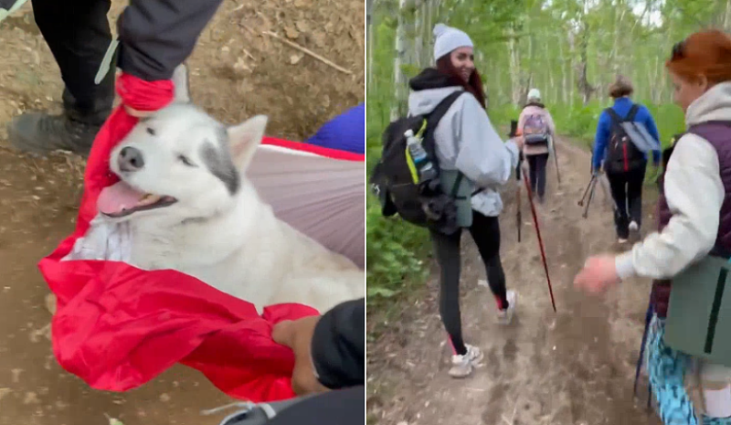 Что-то интересное: Туристы на Камчатке несли на руках уставшего пса