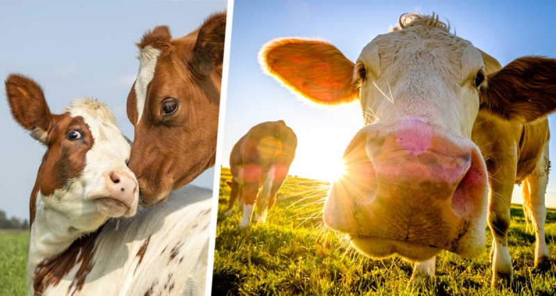 Коровий туризм: в сети набирает популярность новый необычный вид отдыха - узнайте, как он связан с коровами