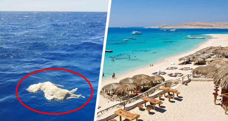 Мёртвая овца в Красном море вызвала переполох в Хургаде: туристы вновь под угрозой нападения кровожадных акул