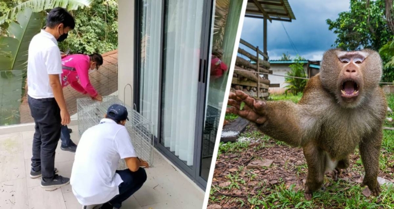 Не смотрите обезьянам в глаза: российским туристам по популярном острове дали советы, как не пострадать от мартышек