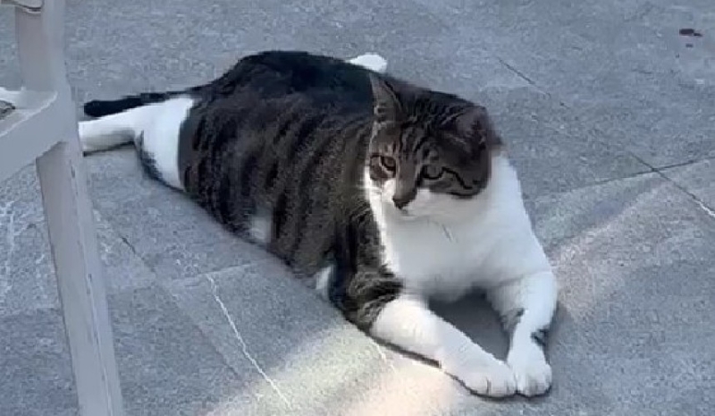 Толстый кот приветствует гостей в турецком отеле