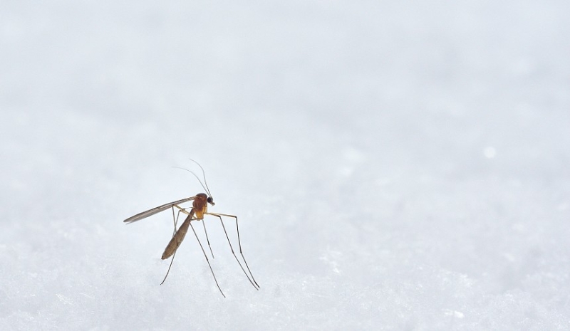 Отдых в Геленджике в 2024 году: туристы жалуются на большое количество комаров, мешающих отдыху