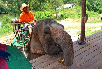 В Таиланде погонщики слонов спасли туристов